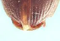 Cymindis yaqui - photo 4