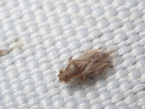 Cymodema basicornis