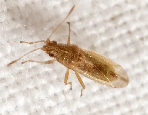 Cymodema breviceps - Cymodema breviceps
