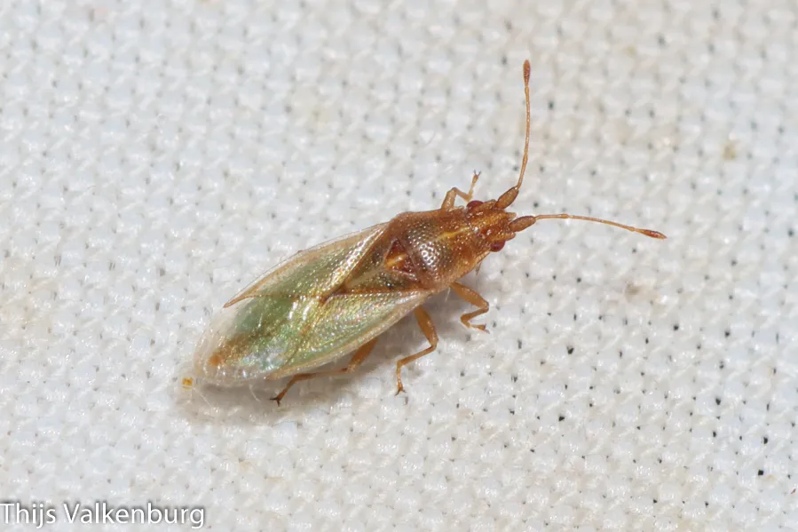 Cymodema tabida