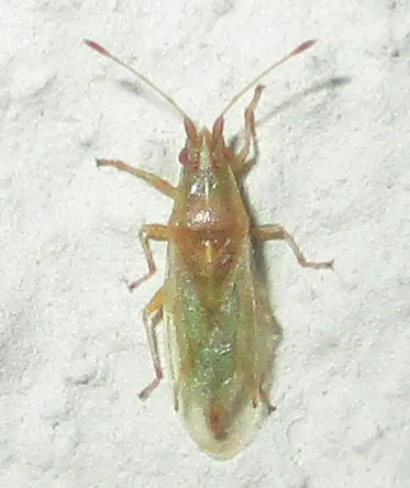 Cymodema tabidum