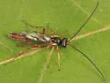 Cymodusa distincta - Cymodusa distincta