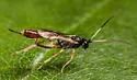 Cymodusa distincta - photo 2