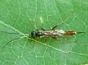 Cymodusa distincta - photo 3
