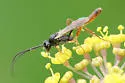 Cymodusa distincta - photo 4
