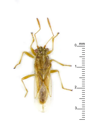Cymoninus sechellensis