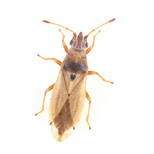 Cymus angustatus - photo 2