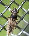 Cymus bellus - photo 2