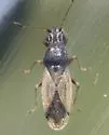 Cymus bellus - photo 3