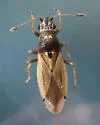 Cymus bellus - photo 4