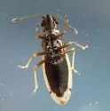 Cymus bellus - photo 5