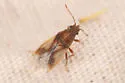 Cymus calif-sp-one - photo 2