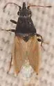 Cymus cf-californicus
