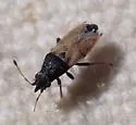 Cymus cf-californicus - photo 2