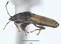 Cymus cf-californicus - photo 4