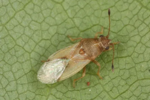 Cymus claviculus
