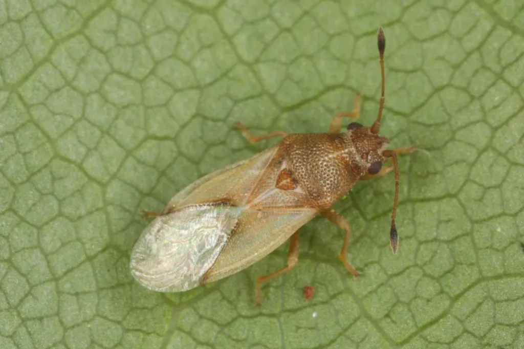 Cymus claviculus - photo 2