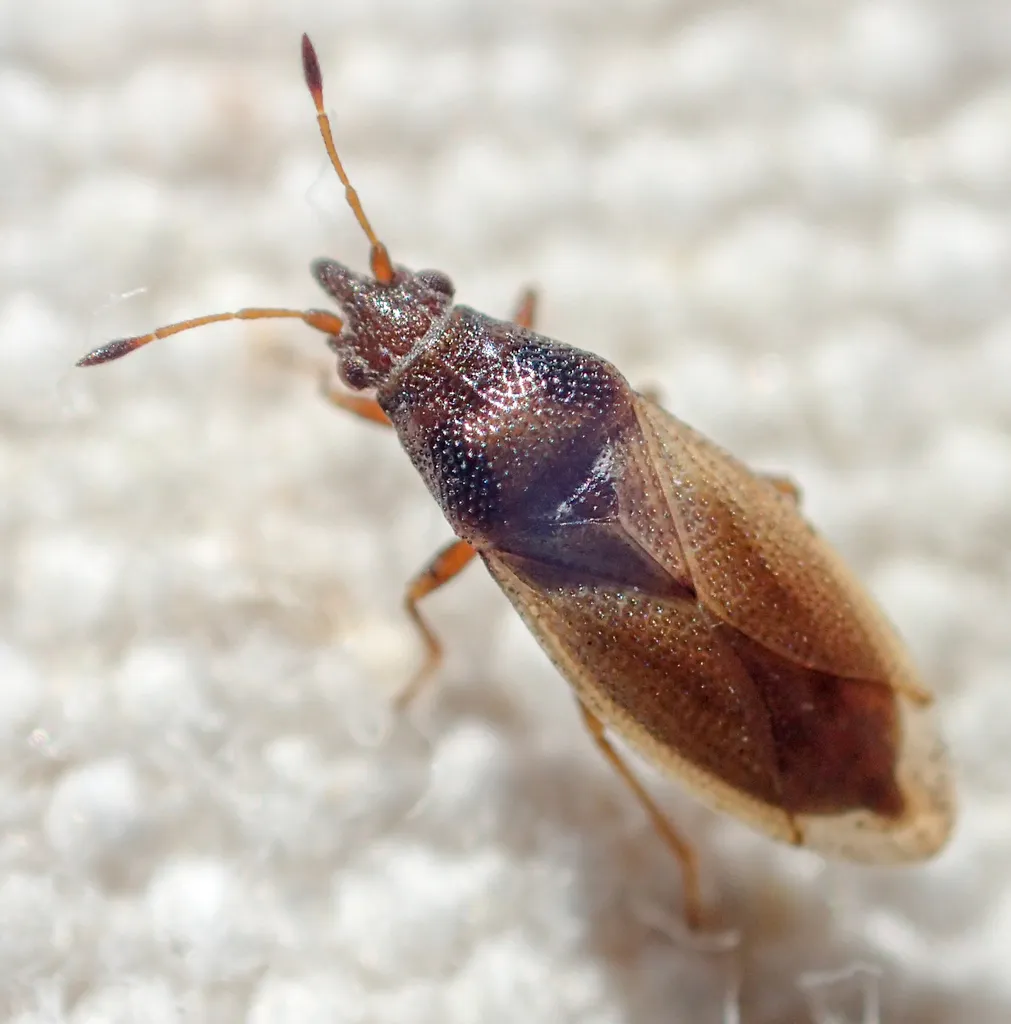 Cymus coriacipennis - photo 2