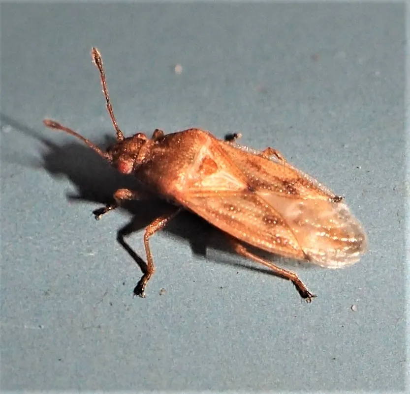 Cymus discors - photo 2