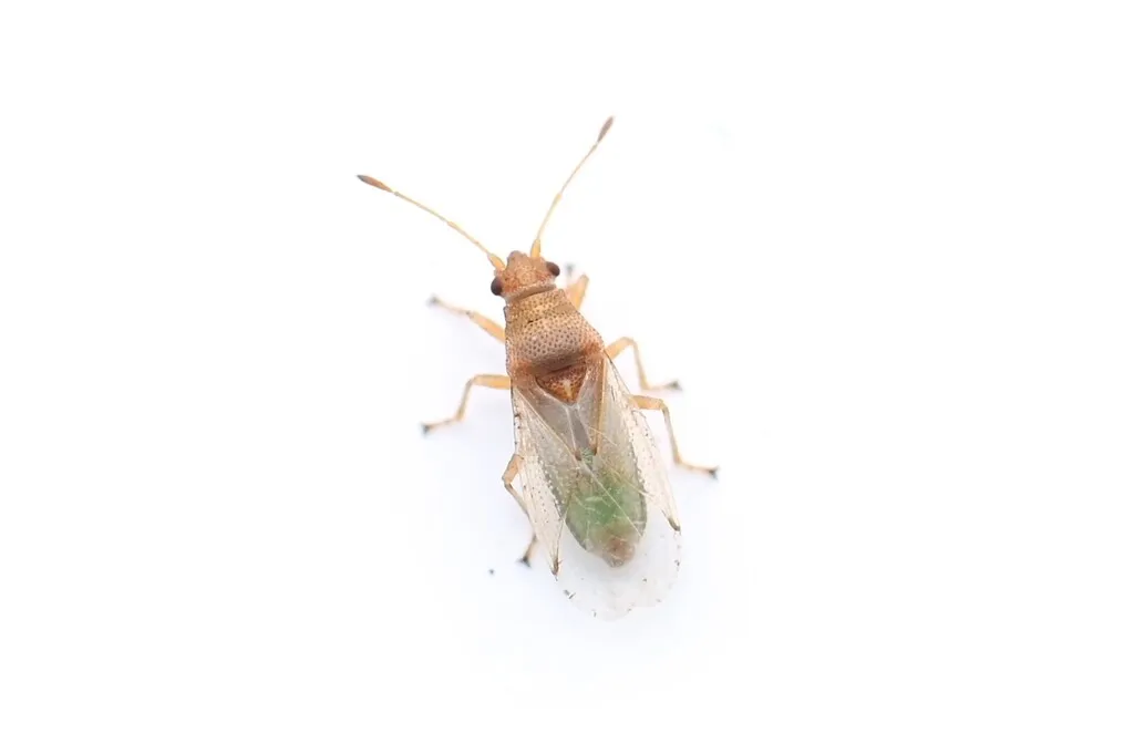 Cymus elegans