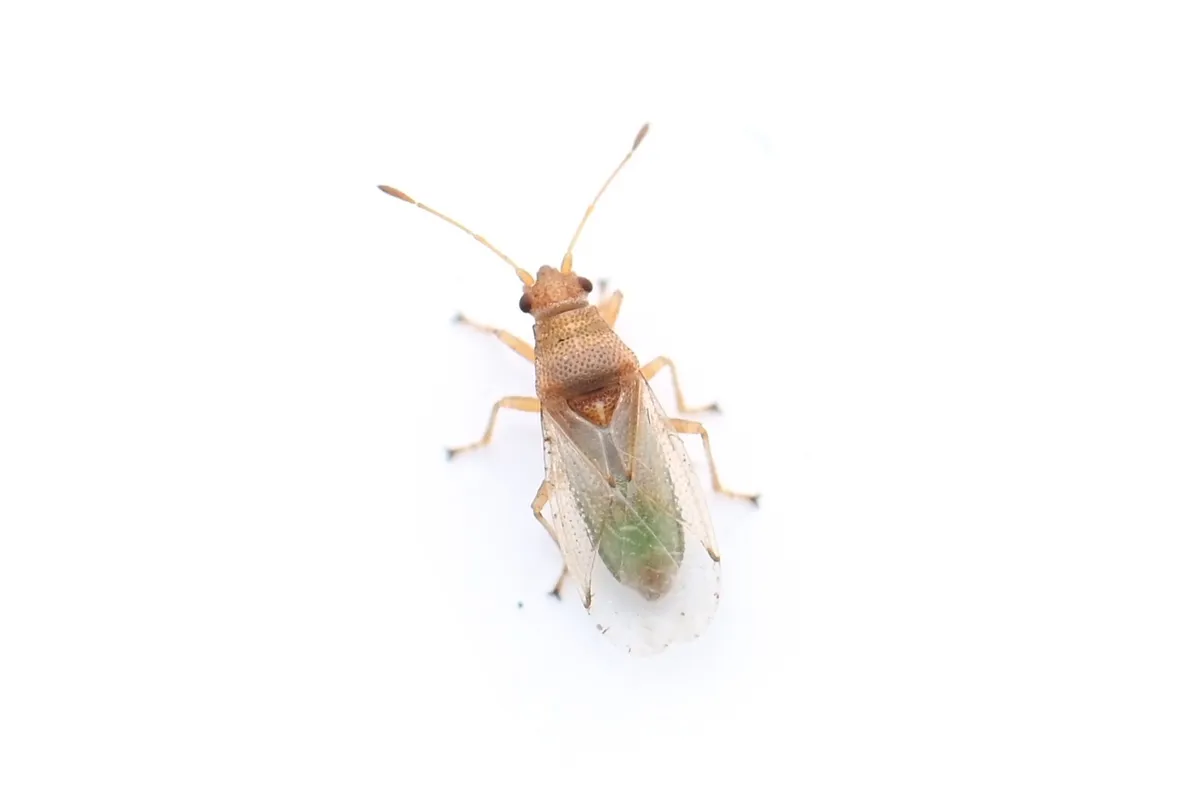 Cymus elegans - photo 2