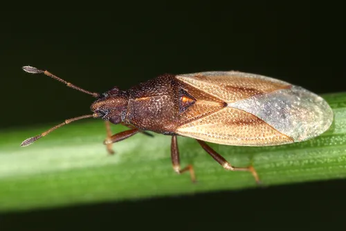 Cymus glandicolor
