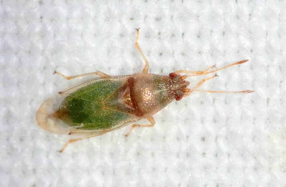 Cymus gracilicornis - photo 3