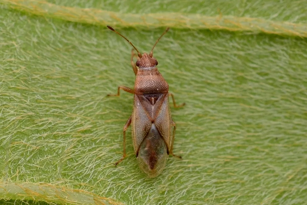Cymus koreanus - photo 2