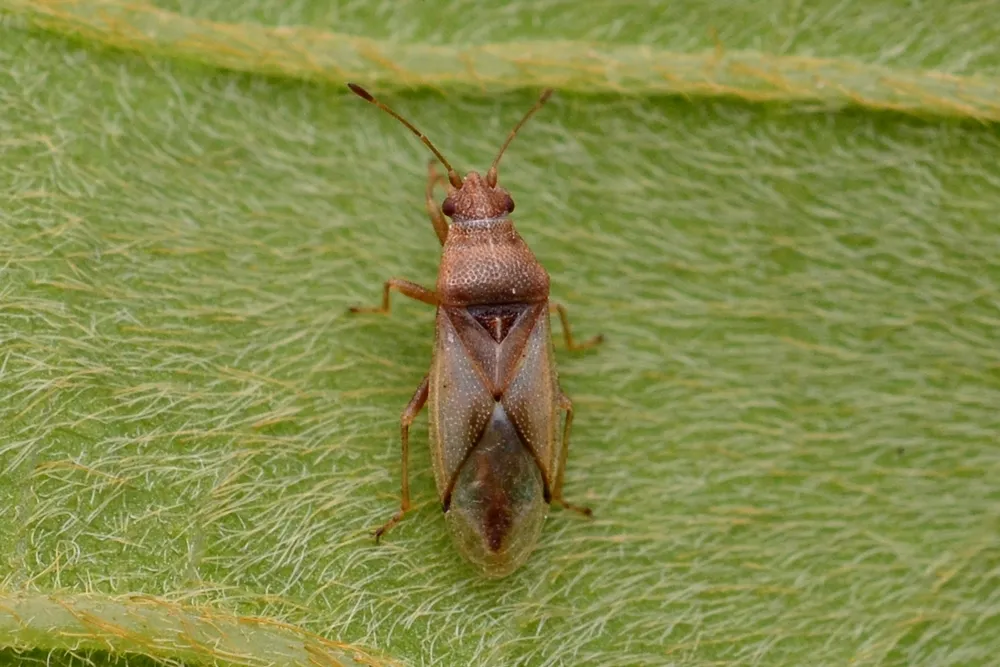 Cymus koreanus - photo 3