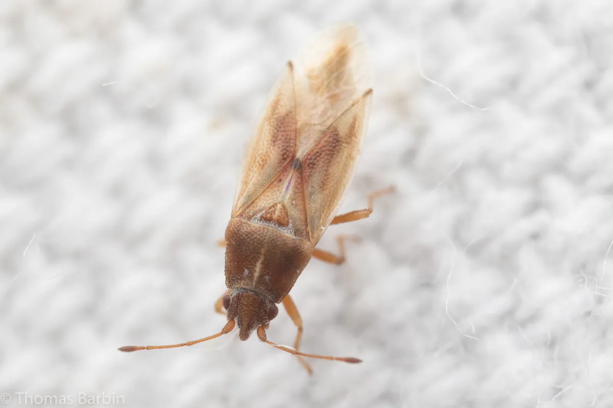 Cymus luridus