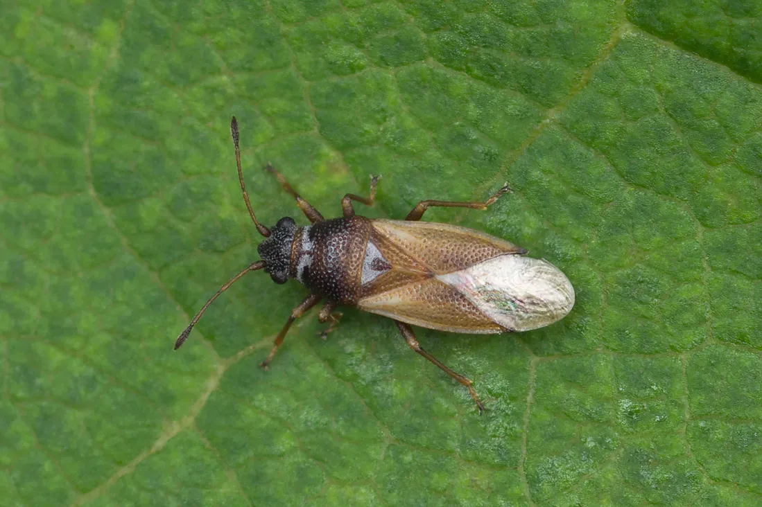 Cymus melanocephalus - photo 2