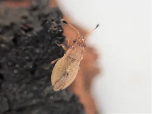 Cymus novaezelandiae