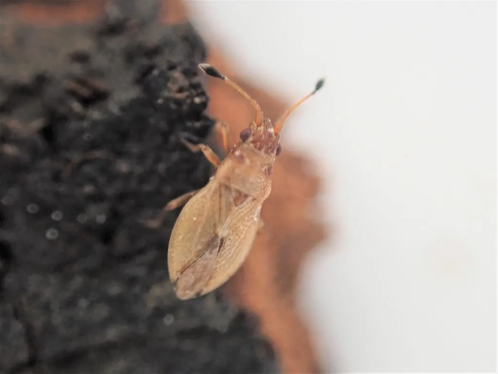 Cymus novaezelandiae - photo 2