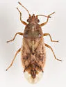 Cymus robustus - photo 2
