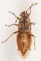 Cymus robustus - photo 3