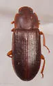Larger Black Flour Beetle - Cynaeus angustus