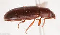 Larger Black Flour Beetle - photo 2