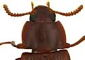 Larger Black Flour Beetle - photo 3