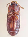 Larger Black Flour Beetle - photo 4
