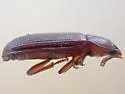 Larger Black Flour Beetle - photo 5
