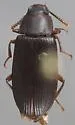 Cynaeus depressus