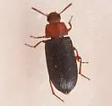 Cynaeus depressus - photo 2