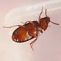 Cynaeus depressus - photo 3
