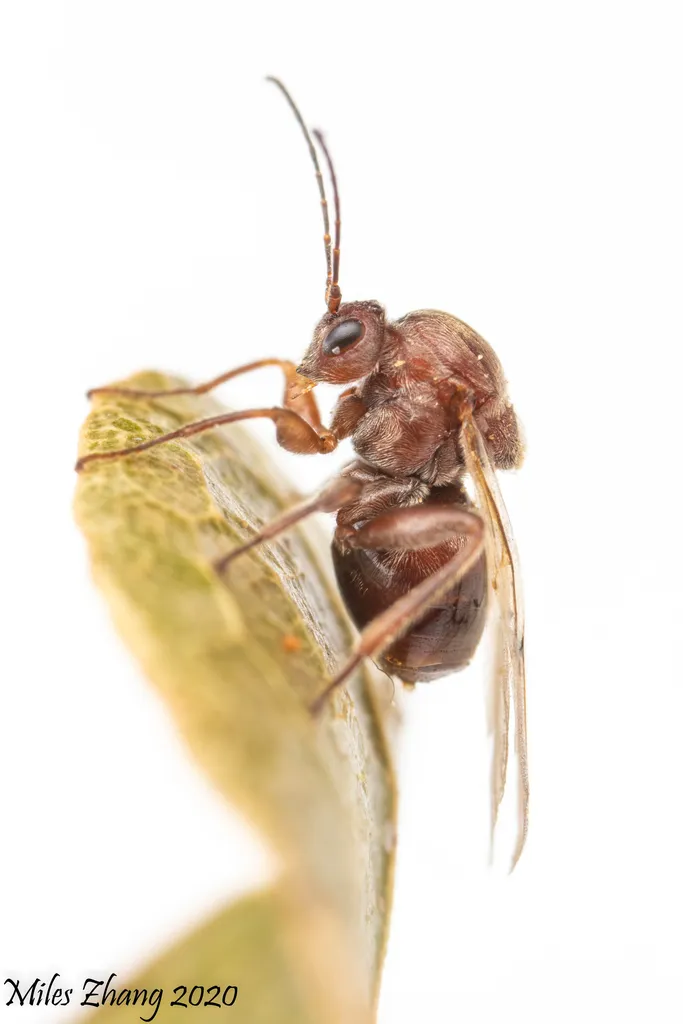 Gall Wasps - photo 3