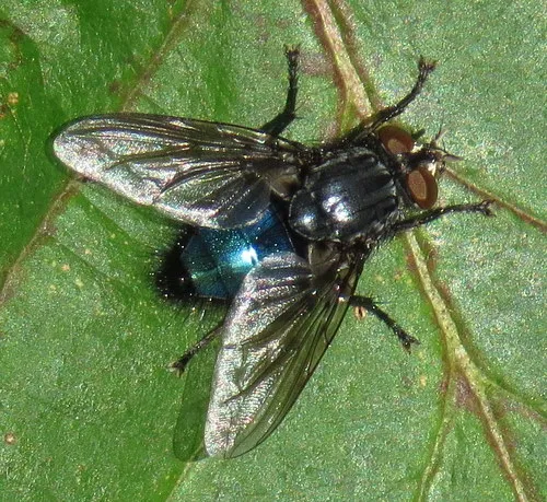 Shiny Blue Bottle Fly - photo 3