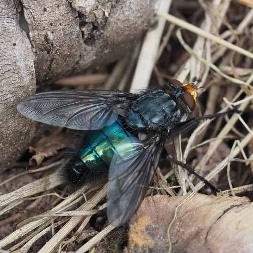 Cynomya mortuorum
