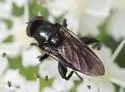 Cynorhinella bella