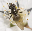 Cynorhinella longinasus - photo 3