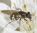 Cynorhinella longinasus - photo 4