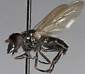 Cynorhinella longinasus - photo 5